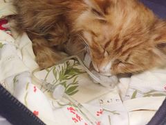 -中农大我爱我爱24h动物医院·中医针灸·猫专科·骨科医疗中心(双井店)