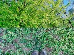 -长白岛森林公园