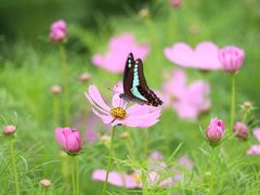 -花开海上生态园