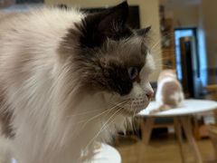 -滚猫咖啡·猫咖·猫友好撸猫(未来城店)