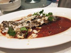 海鲈鱼-品悦酒店(三林古镇店)