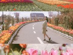 -荷兰花海