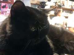 -猫咪咖啡·猫咖(万达广场店)