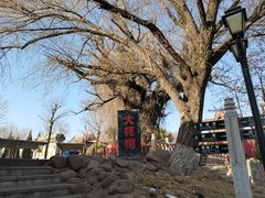 -大槐树寻根祭祖园