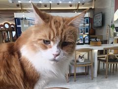 -喵园·猫主题咖啡厅·撸猫·猫咖(国贸店)
