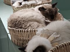 -怪兽屋·羊驼·猫咖·狗咖(俊华广场店)