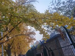 -三里屯东五街银杏大道