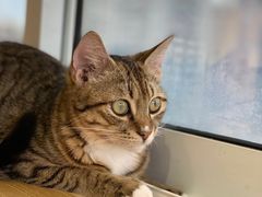 -Heymao猫咖.咖啡厅(东门店)