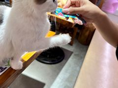 -more than meow吴止猫主题餐厅(承德 中船汇店)