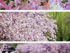 -海棠花溪(元大都城垣遗址公园)