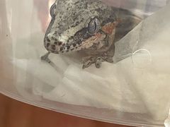 -酷以爬仙阁实体爬宠店·守宫·蜥蜴·专业繁育