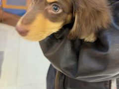 -FAELING PETS美天灵宠物(富力广场店)