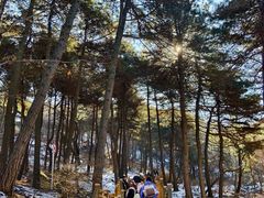 -鲁山国家森林公园