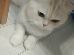 -喵的天空名猫咖啡馆·撸猫·猫舍·用品