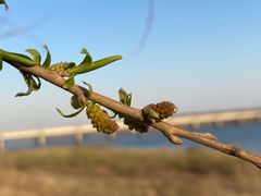 -黑龙江省森林植物园