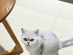 -藏猫猫咖啡主题馆(中央大道店)