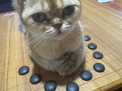 -楼上猫咖(罗湖店)
