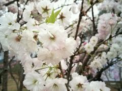 -天适樱花悠乐园