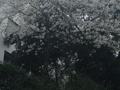 -武汉大学-樱园