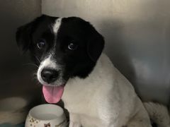 -瑞鹏宠物医院·爱宠堂·骨外专科(西荷分院)