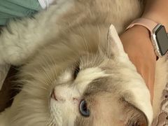 -楼上猫咖(罗湖店)