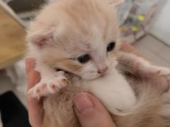 -平行世界·猫咖(首经贸店)