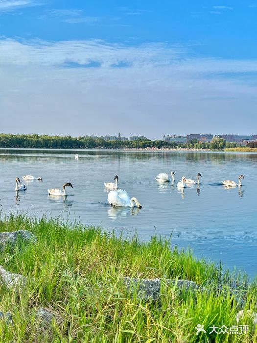 北龙湖湿地公园图片