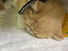 -艾贝尔宠物诊疗