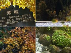 -五营红松林海景区