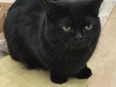-有喵·猫咖·狗咖·30几只猫10只小狗(岗厦店)