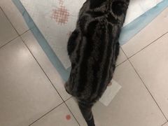 -联合动物医院(光谷诊疗中心)