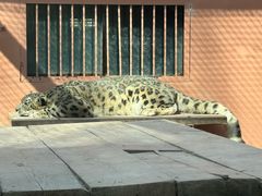 -青藏高原野生动物园