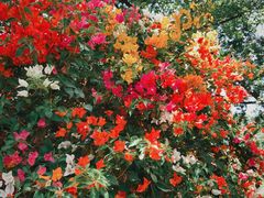 -杭州植物园