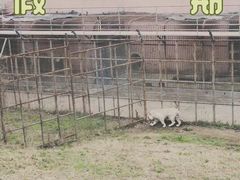 -哈尔滨北方森林动物园