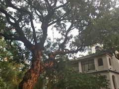 -九龙公园