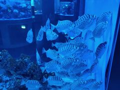 -上和臻品中国菜(花园街店)