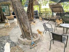 -柴犬高等学院·狗咖·柴犬售卖·宠物训练