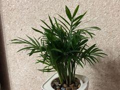 -双季花艺园艺市场(浦东店)