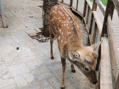 -北京鹿世界主题园