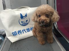 -北京赛佳动物医院