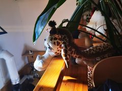 -长颈鹿咖啡(大学路店)