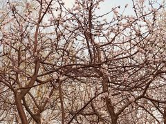 -桃花堤公园
