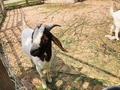 -静之湖湖畔餐厅