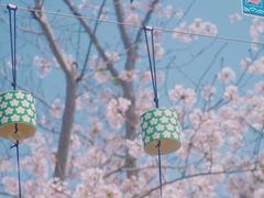 -顾村公园
