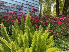 -铁山坪森林公园