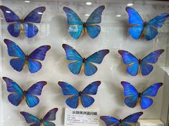 -上海大自然野生昆虫馆(东方明珠·爬宠昆虫探索中心)