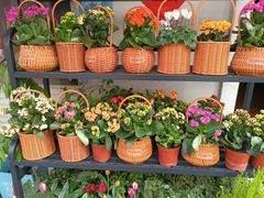 -溪岸路花鸟市场