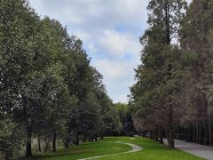 -上海滨江森林公园