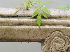 -黔灵山公园