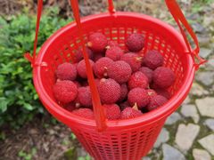 -西山樟坞健康果园枇杷杨梅采摘